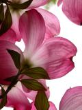 Pink dogwood, on a cloudy day