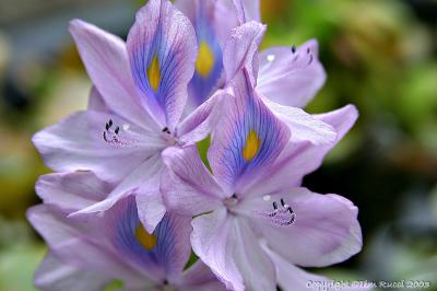 Water Hyacinth