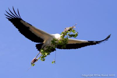 32215  Wood Stork