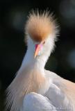 32061  Cattle Egret