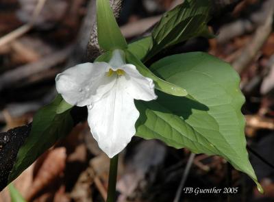 White Trillium 4