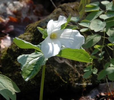 White Trillium 6