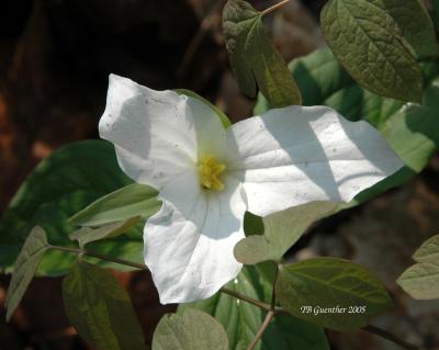 White Trillium 7