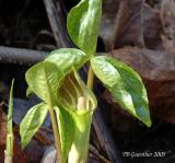 Jack-in-the-Pulpit