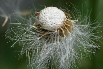 DPP_0050.JPG