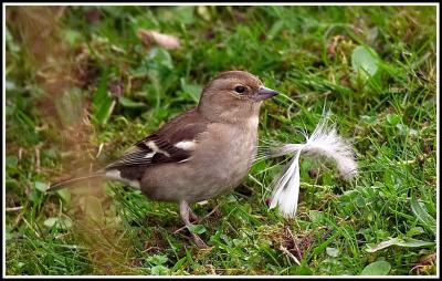 Chaffinch (f)