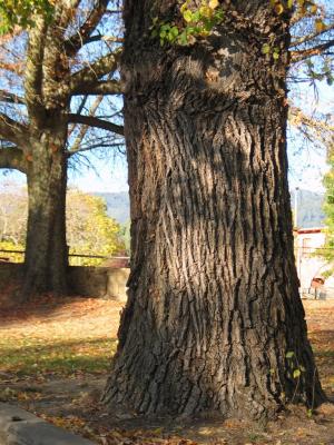 Trees near main gate