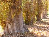 Row of Poplar Trees (1)