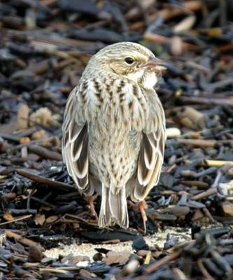 Ipswich Savannah Sparrow - Passerculus sandwichensis princeps