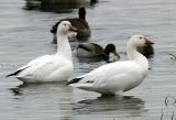 Snow Geese - Chen caerulescens