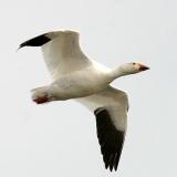 Snow Goose - Chen caerulescens