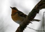 Varied Thrush - Ixoreus naevius (female)