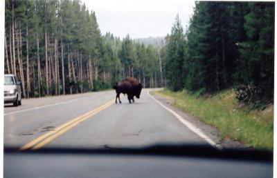 Why did the Buffalo cross the road?