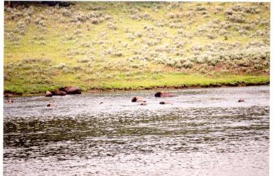 Swimming Buffalo