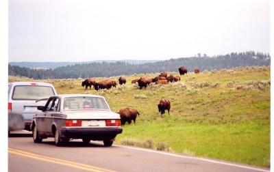 Buffalo Herds
