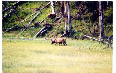 Bull Elk