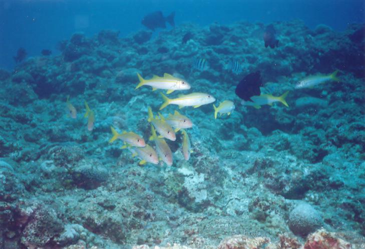 Fish in the Sea