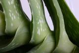 May 2nd - Aloe Vera