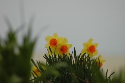 daffs