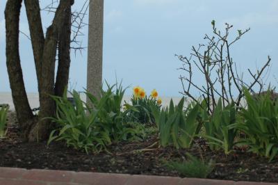 daffs