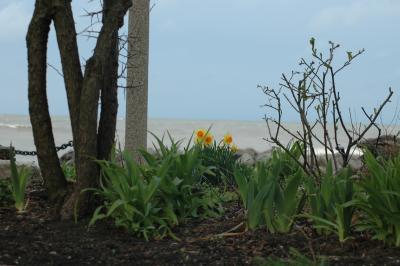 daffs