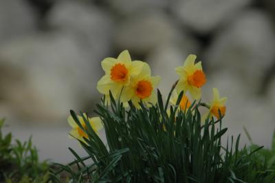 daffs