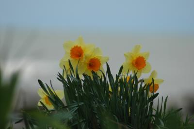 daffs