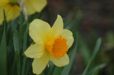 daffs