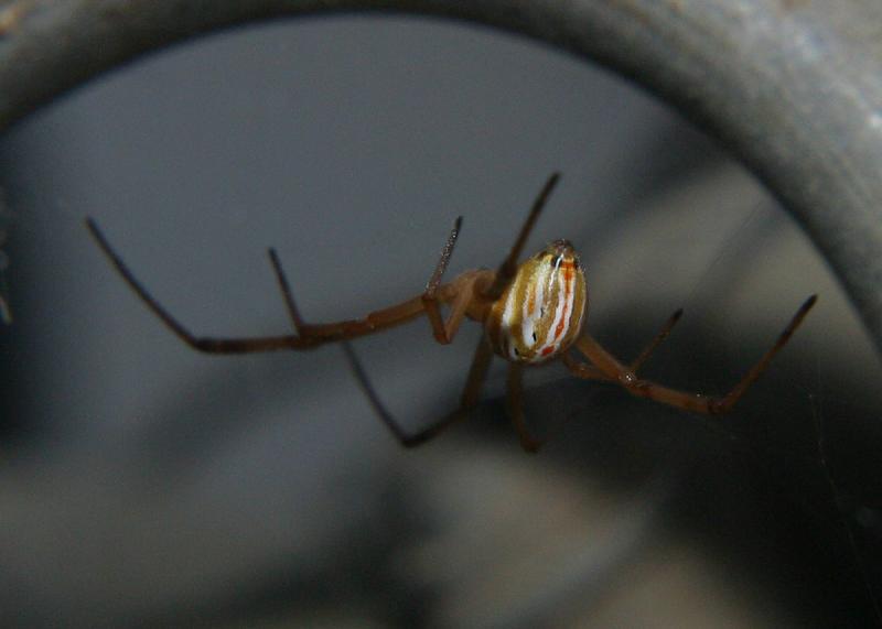 A Black Widow Spider, that is not black.