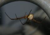 A Black Widow Spider, that is not black.