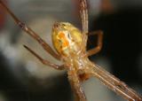 A Black Widow Spider, that is not black.