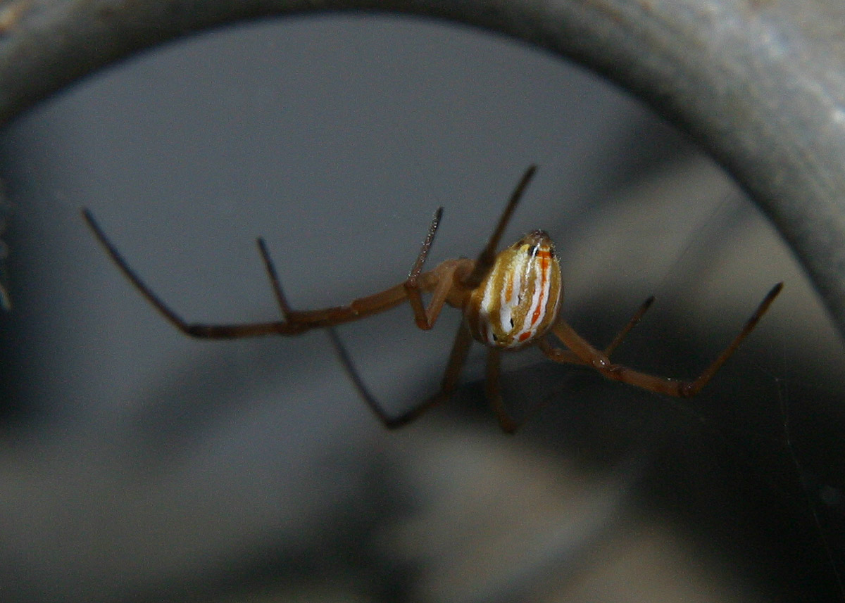 A Black Widow Spider, that is not black.