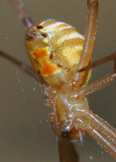 A Black Widow Spider, that is not black.