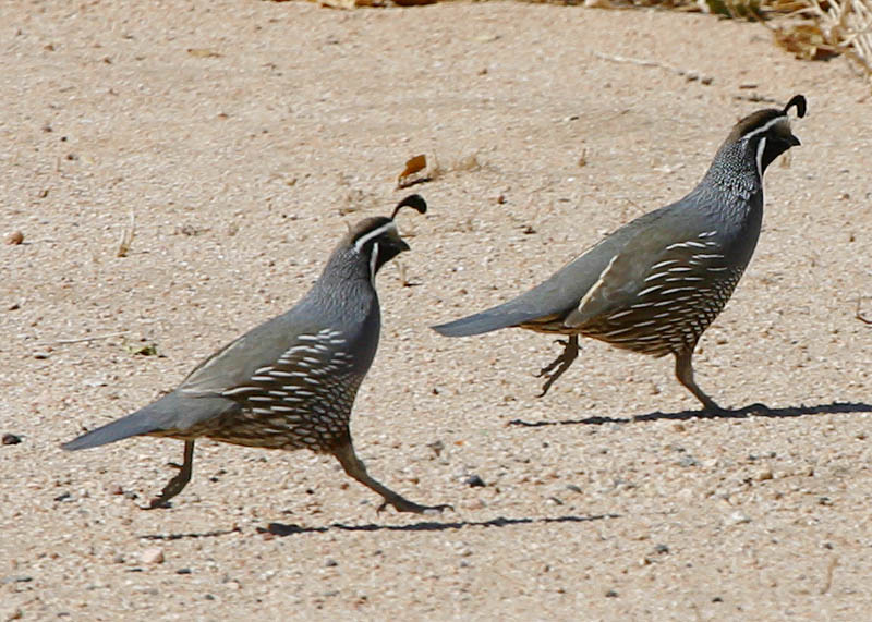 California Quail