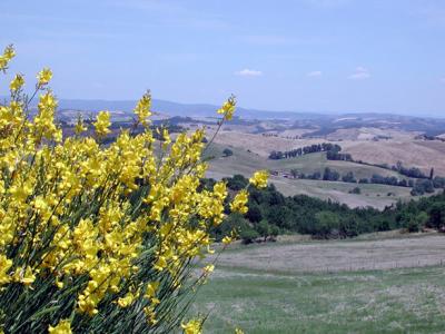 Scotch Broom flowers and the countryside