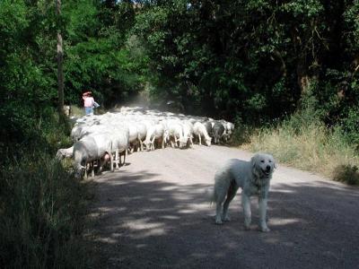 We come upon sheep and the sheep dog!