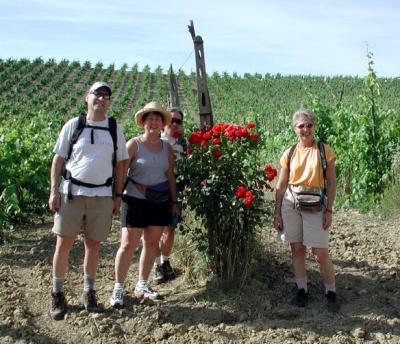 Roses and the vinyard