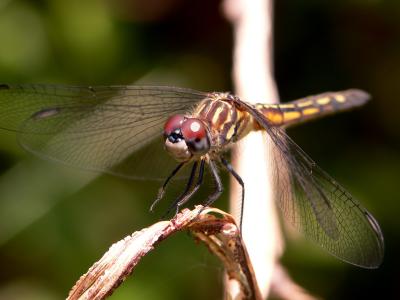 dragonfly51a.jpg