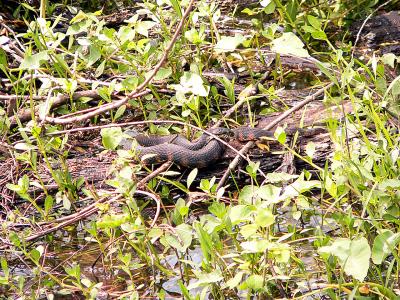 snake14oly51a.jpg
