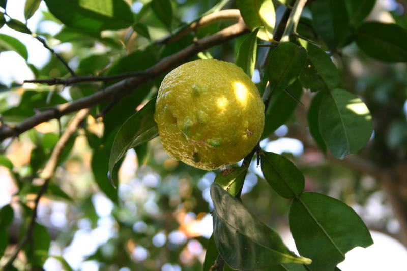 Japanese citrus, Yuzu