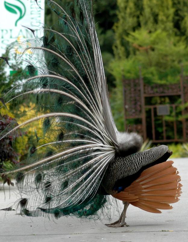 Its a Peacock!