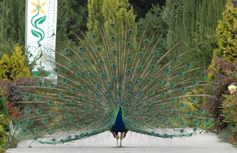 Front view of Peacock