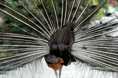 Rear view of peacock