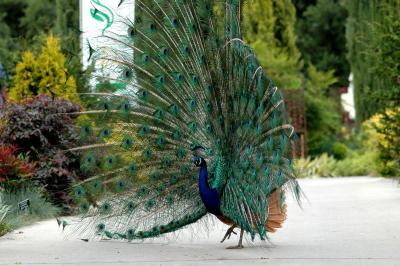 Side view of Peacock