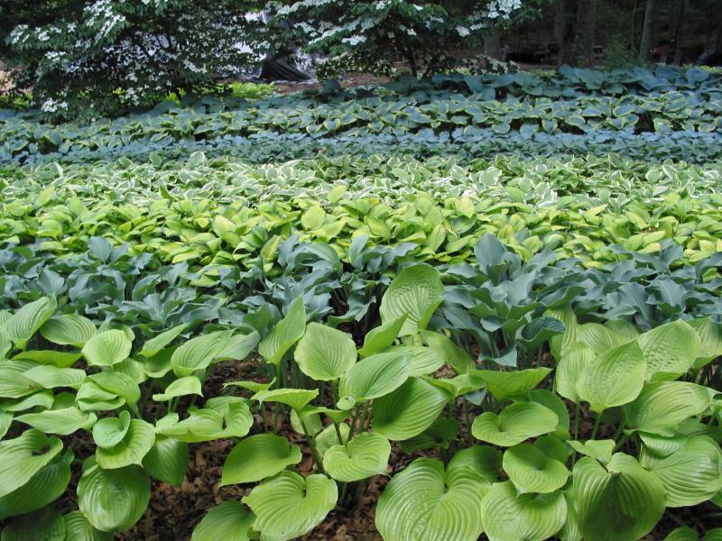 Hostas for Days horizontal