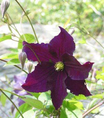 Viola-IMG_1988.jpg