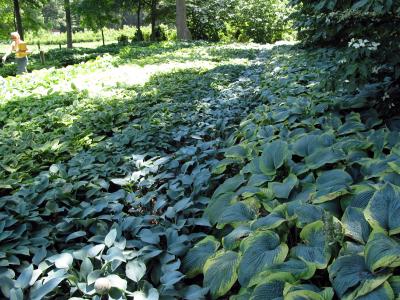 Lotsa Hosta