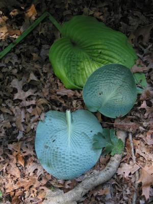 a found still life with hosta leafs