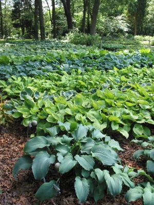 hostas everywhere