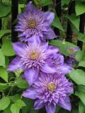 Multi-Blue-IMG_1913.jpg